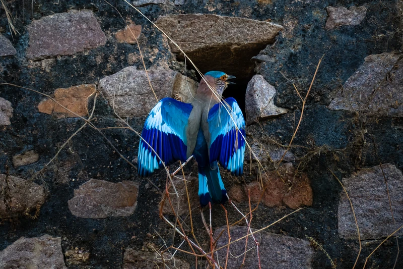 Indian roller, Orchha
