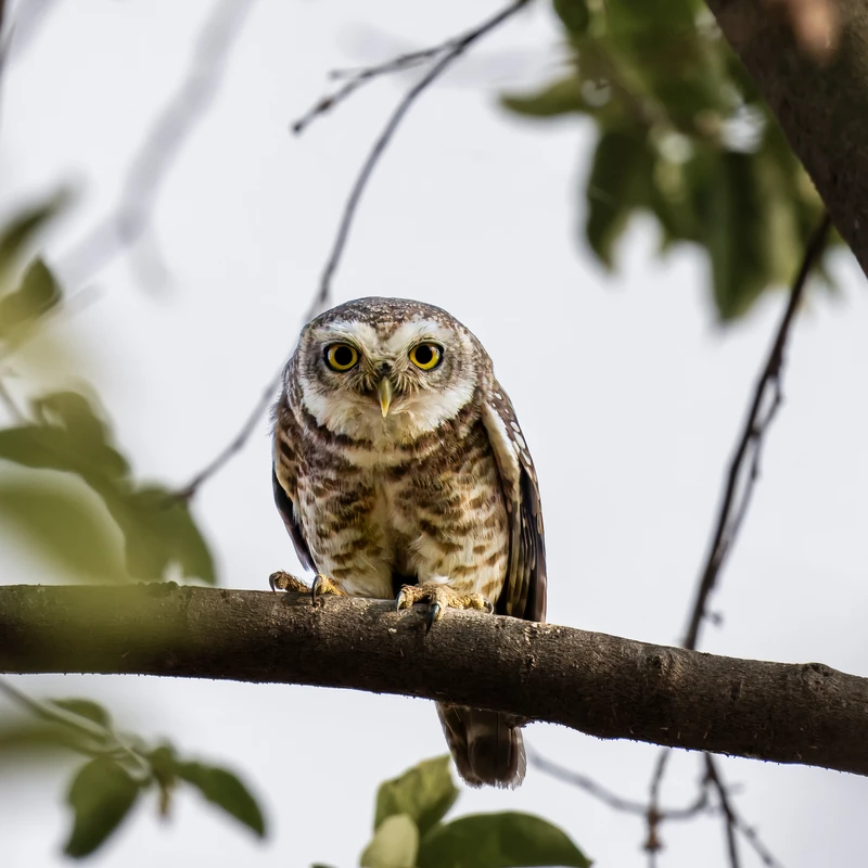 Spotted Owlet, Orchha
