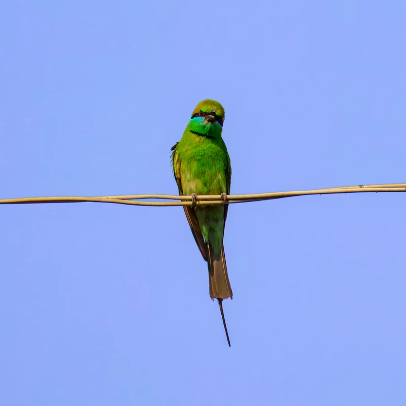 Asian Green Bee-eater, Orchha