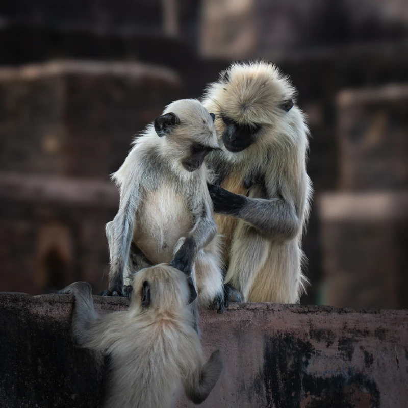 Northern Plains Gray Langurs, Orchha