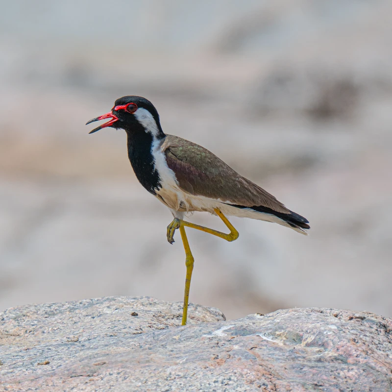 Red-wattled Lapwing, Orchha