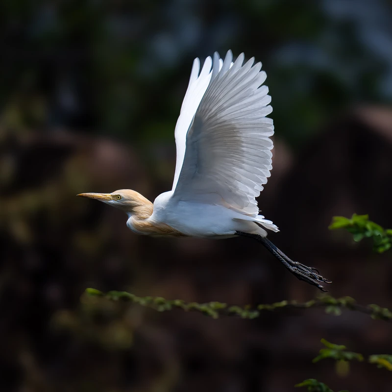 Cattle Egret, Orchha