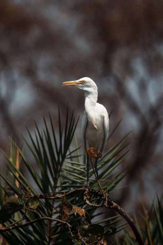 Cattle Egret, Orchha