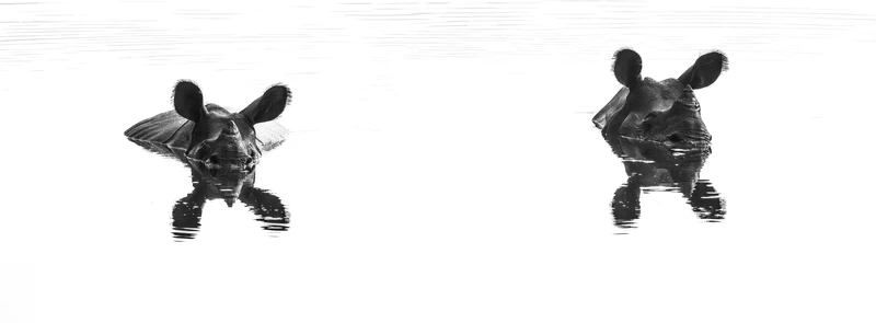 Chitwan Greater One-horned Rhinoceros