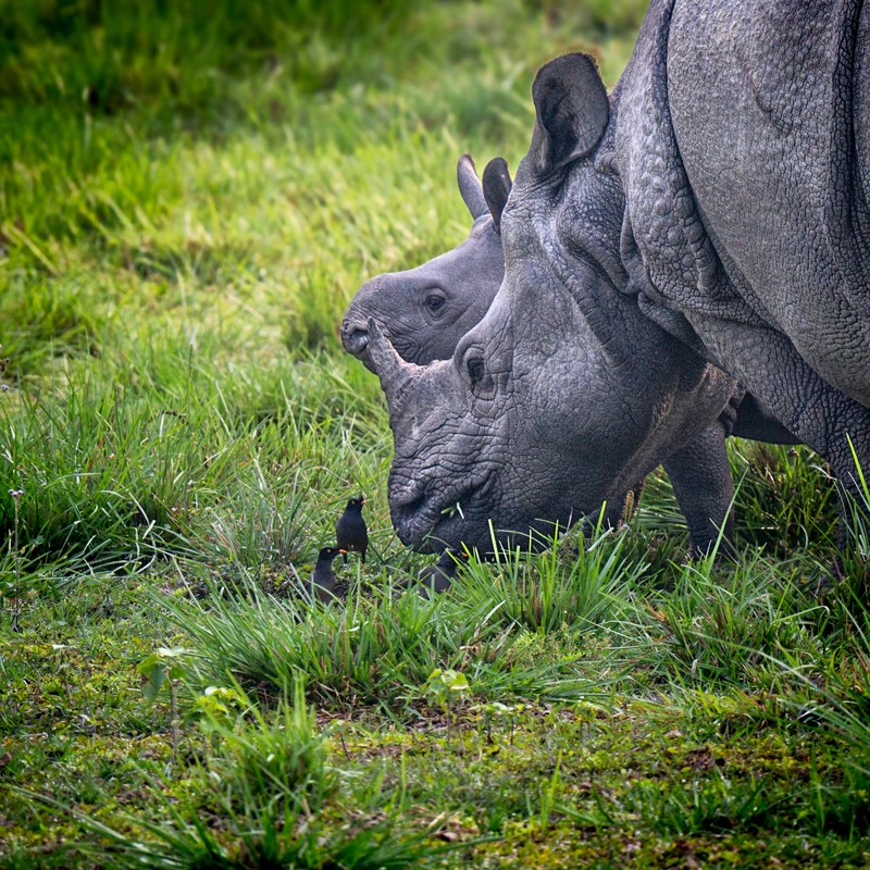 Chitwan Greater One-horned Rhinoceros