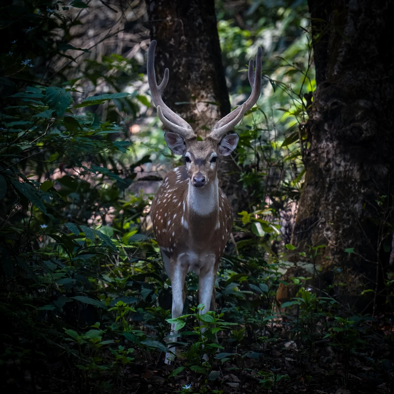 Chital, Chitwan National Park