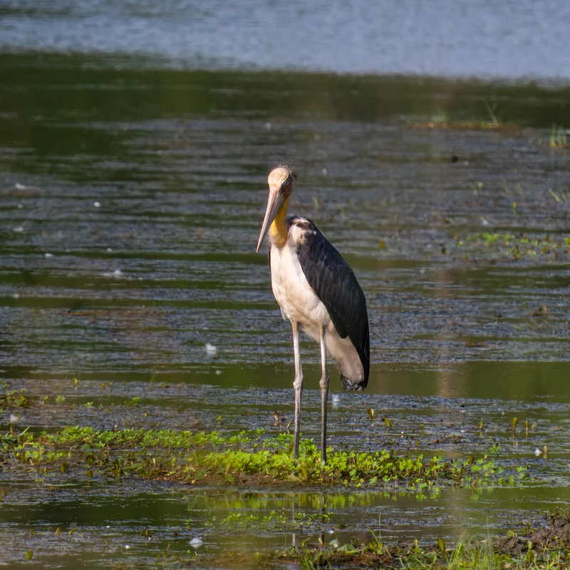 Lesser Adjutant, Chitwan National Park