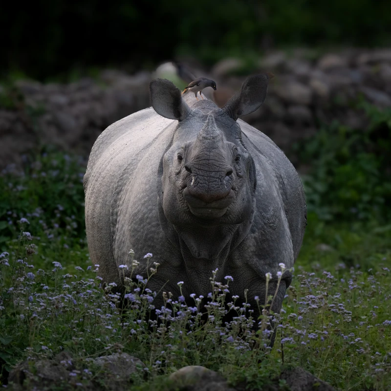 Chitwan Greater One-horned Rhinoceros