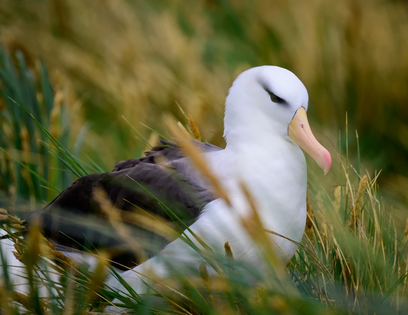 Nesting Albatross/Falkland