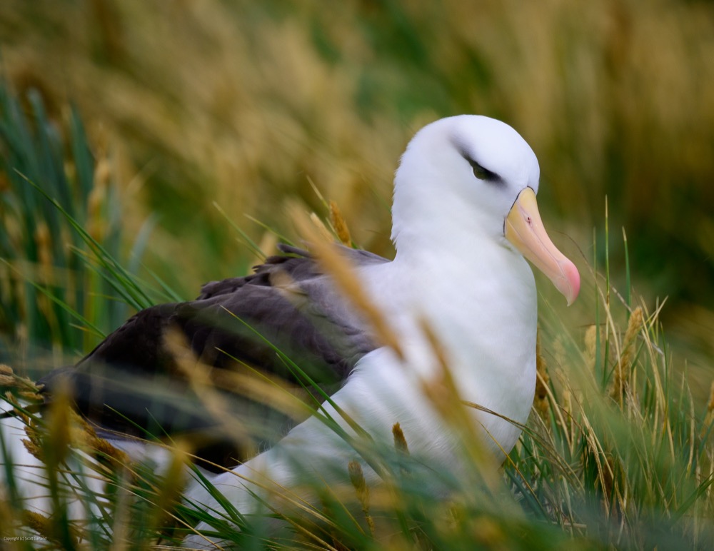 Nesting Albatross/Falkland