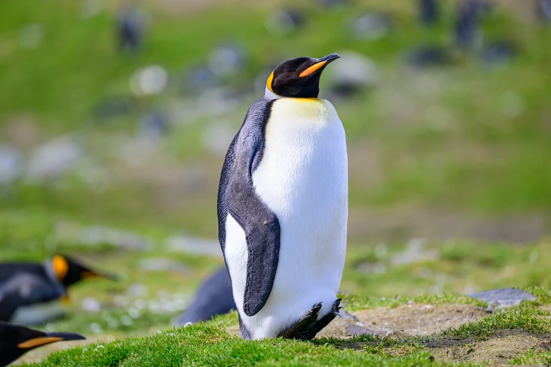 King Penguin