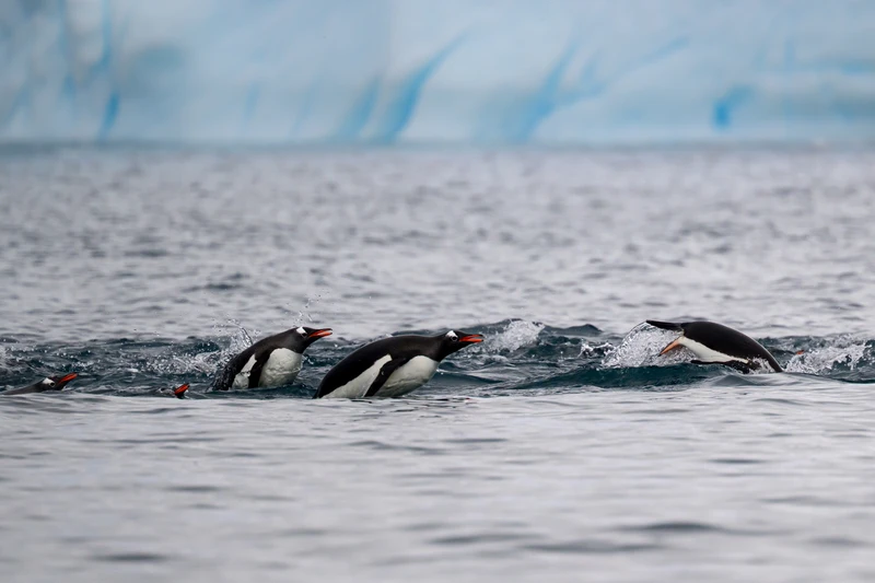 Gentoo Penguins Swimming/Antarctic Peninsula