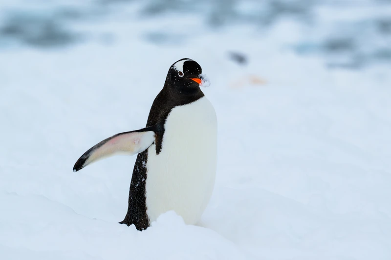 Gentoo Penguin/Antarctic Peninsula