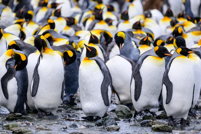 King Penguin