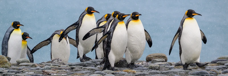 King Penguin