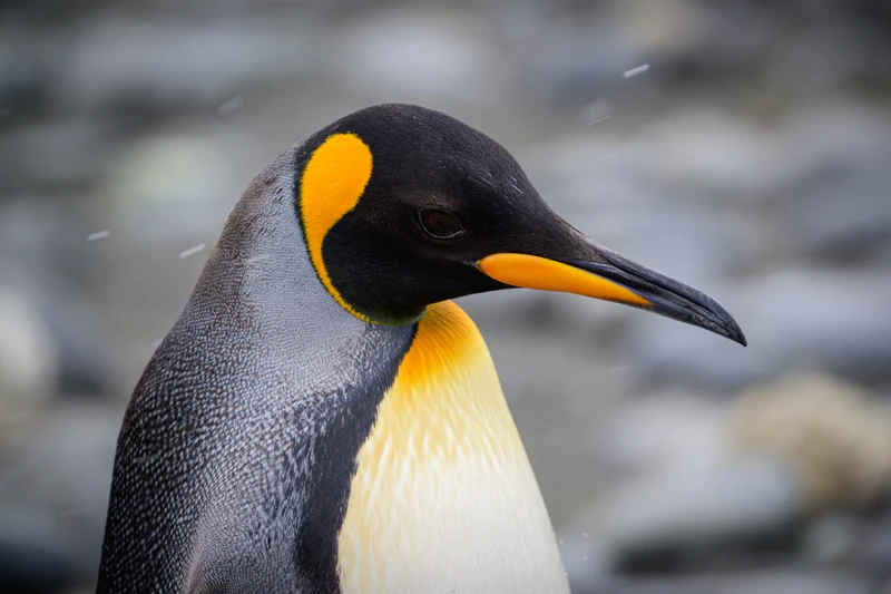 King Penguin