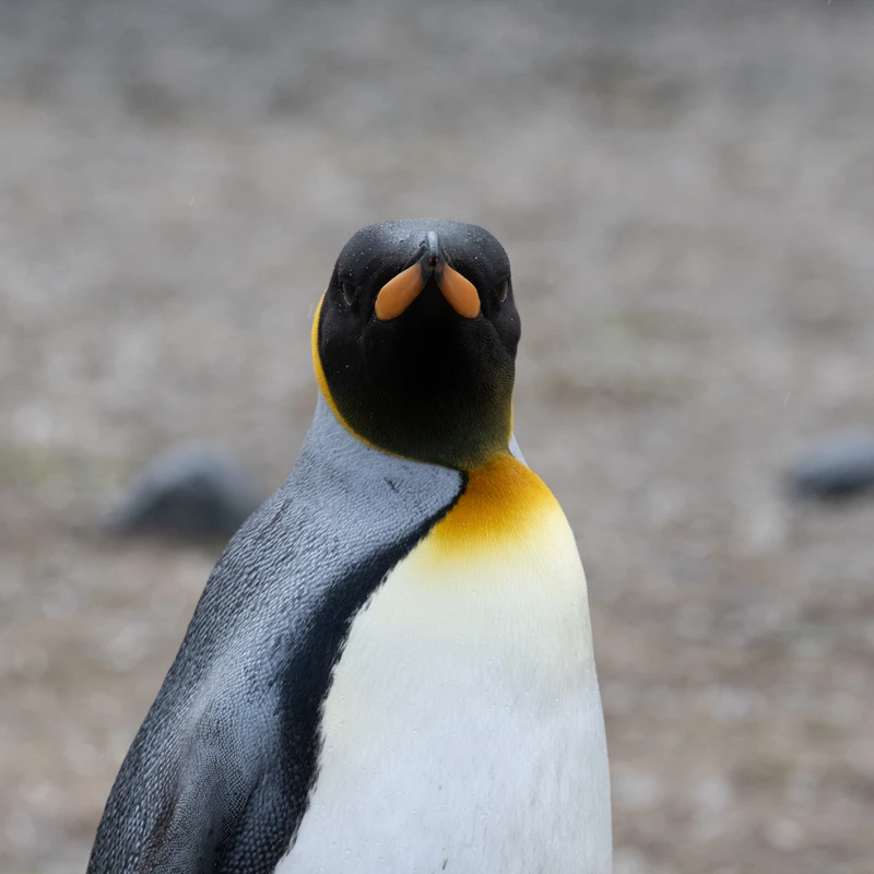 King Penguin