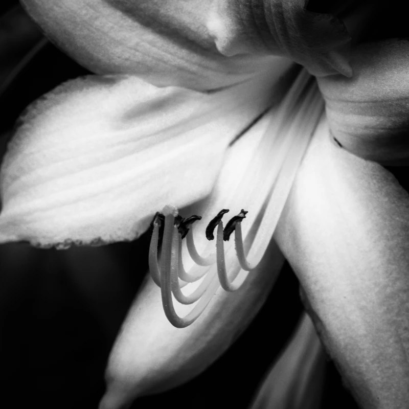 Daylily